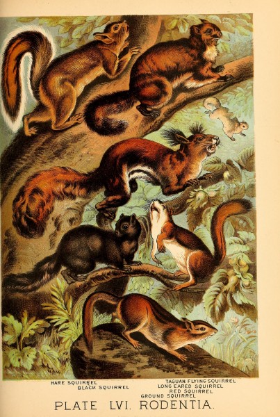 Johnson's household book of nature (Plate LVI) (7268692652)