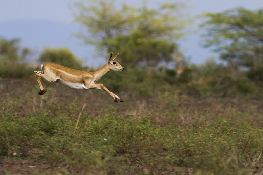 Jumping Blackbuck, Female