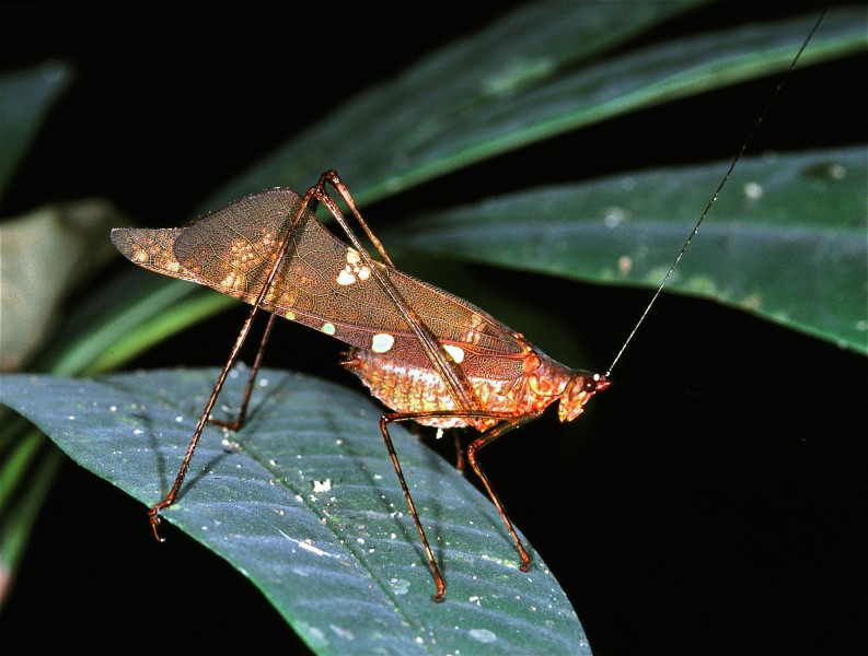 Katydid (Tettigoniidae) (7651185580)