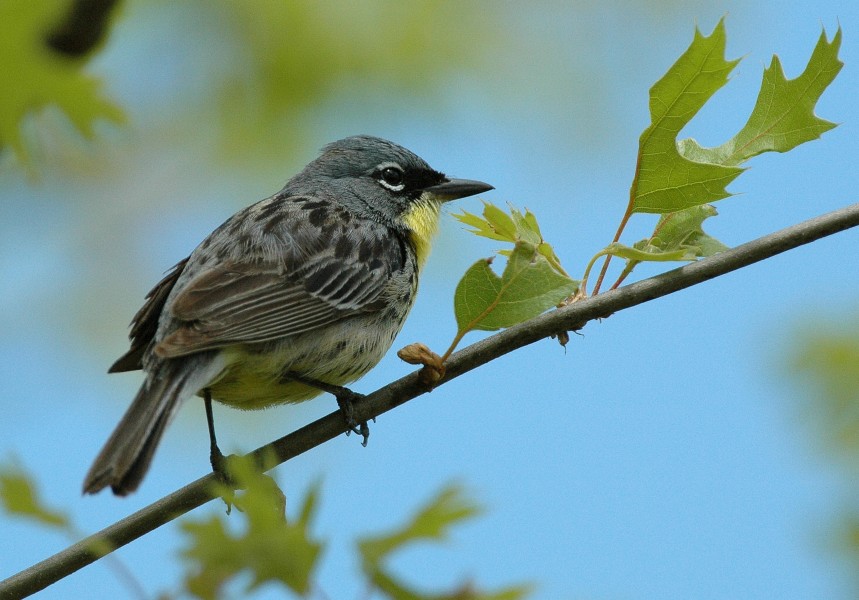 Kirtland's Warbler, Grayling, Michigan 3