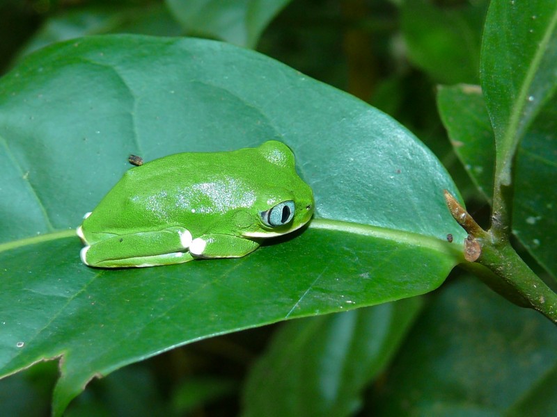 Kivu Treefrog (Leptopelis kivuensis) (7073633461)