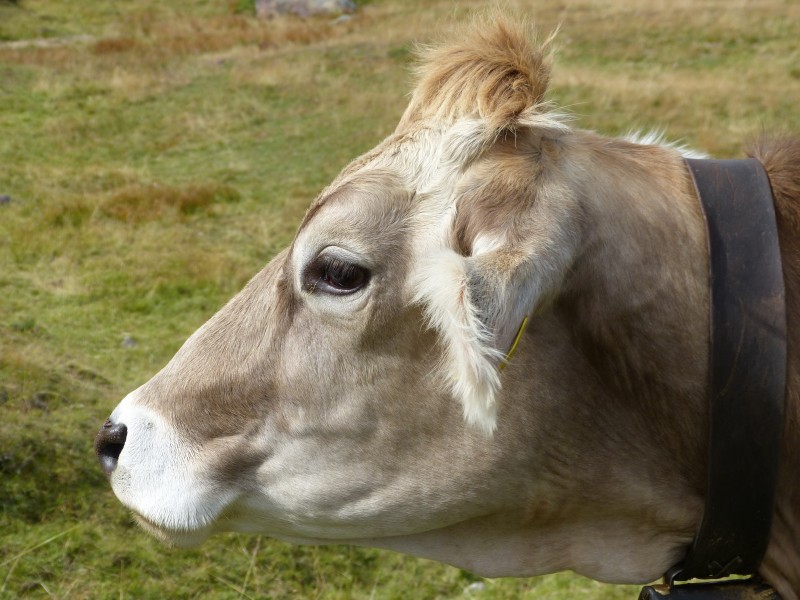 Kuh in den Alpen - panoramio