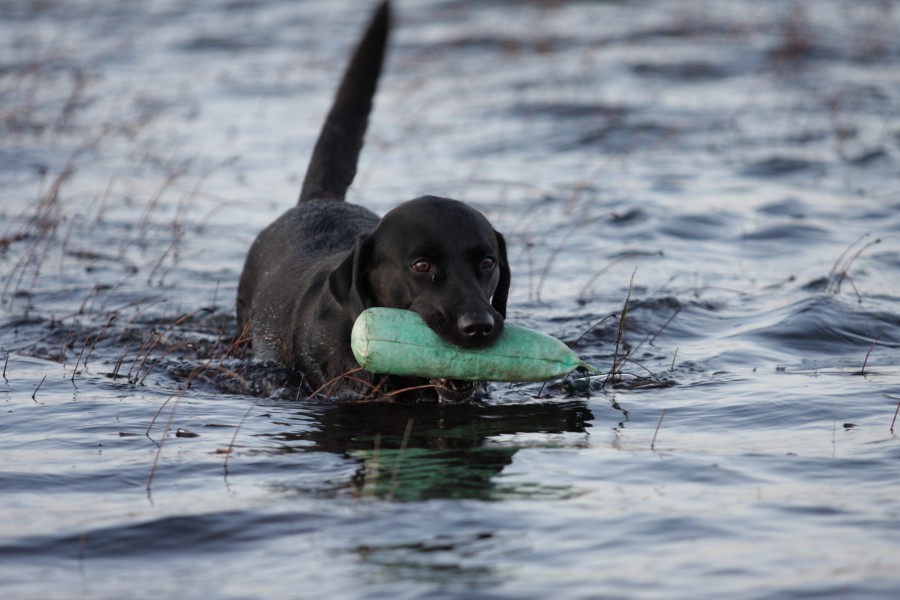 Labrador Retriever Nessie Water