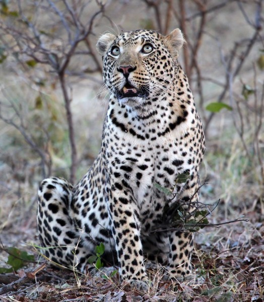Leopard in Vumbura Plains, Botswana