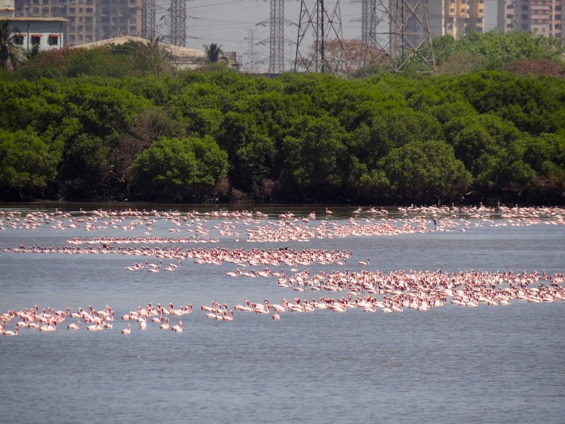 Lesser Flamingos5