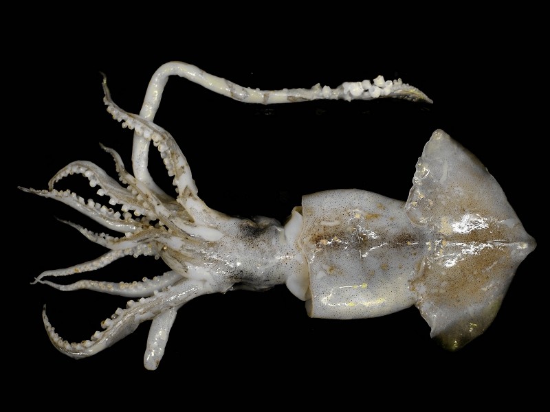 Lesser Flying Squid - Todaropsis eblanae