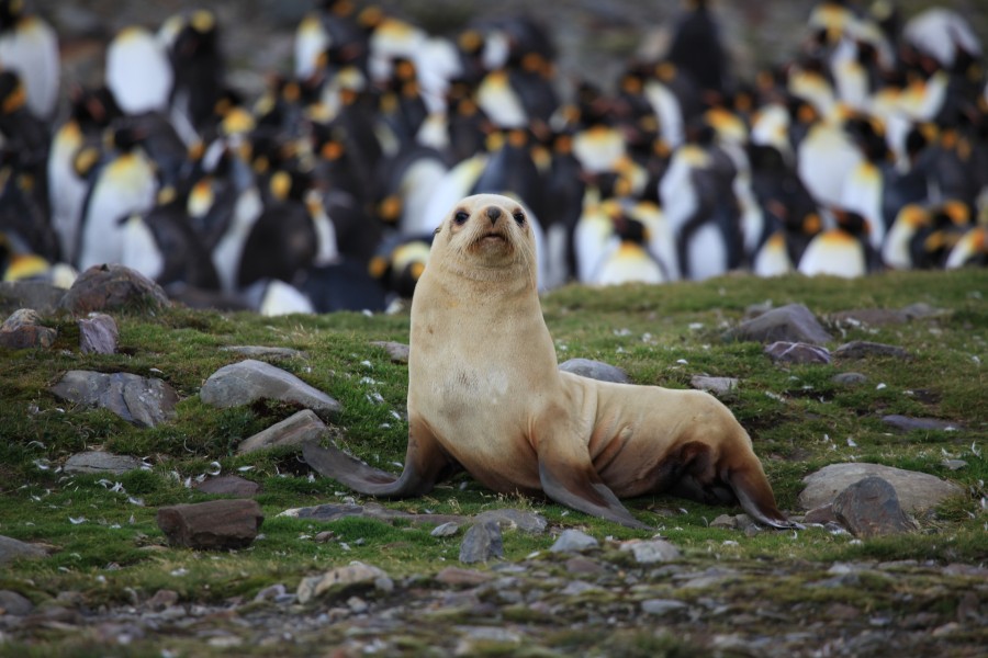 Leucistic Antarctic Fur Seal (5810279673)