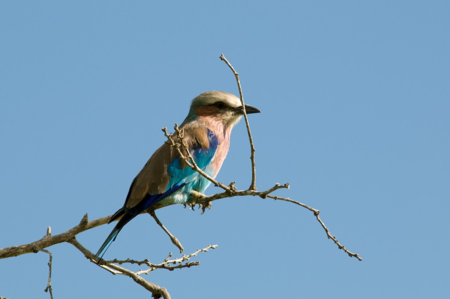 Lilac-breasted Roller 2355681774