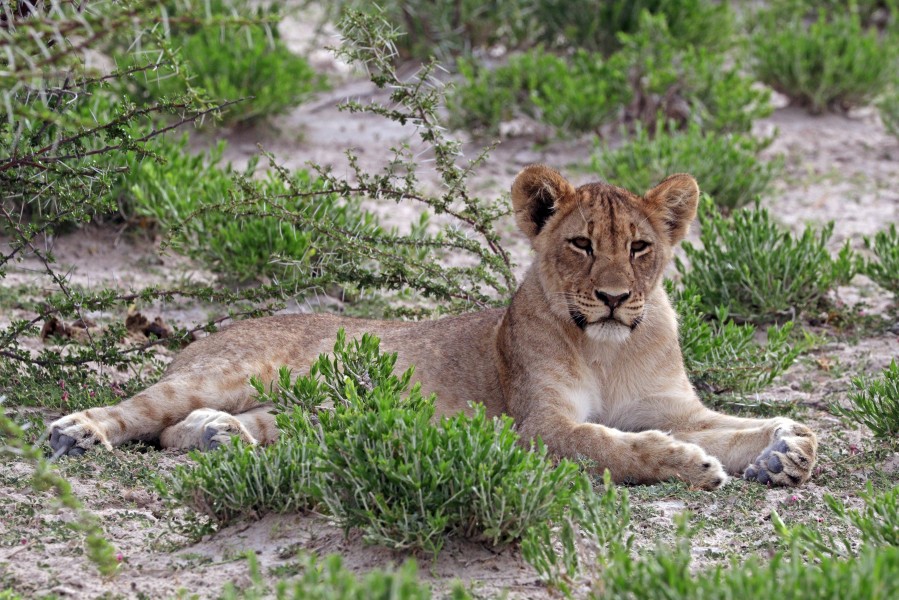 Lion (Panthera leo) cub Etosha