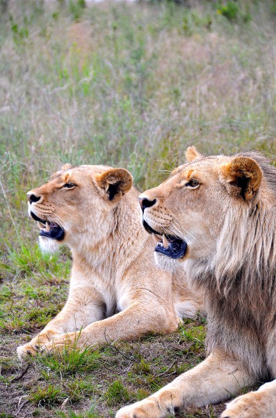 Lion couple, Botlierskop (ZA)