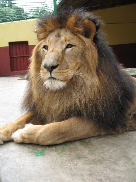 Lion zoo Addis Ababa 2