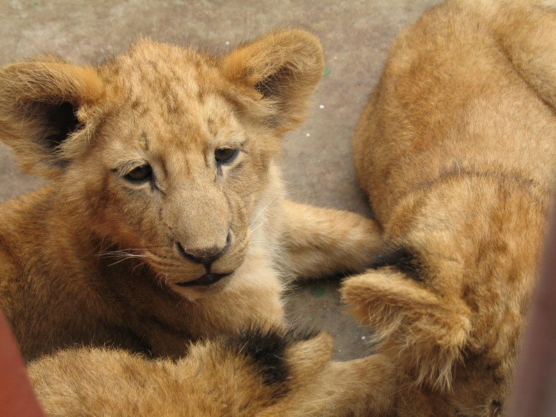 Lion zoo Addis Ababa 4