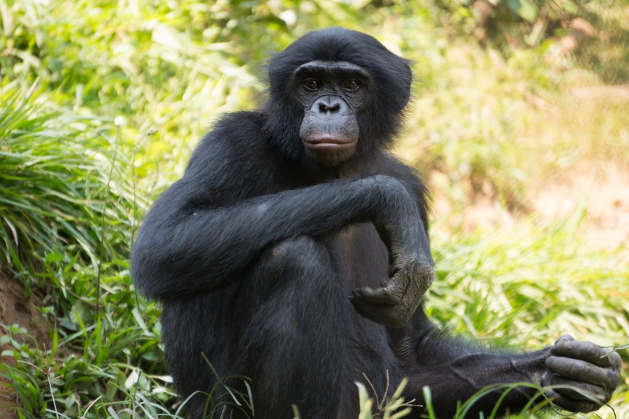 Lola ya bonobo (9)