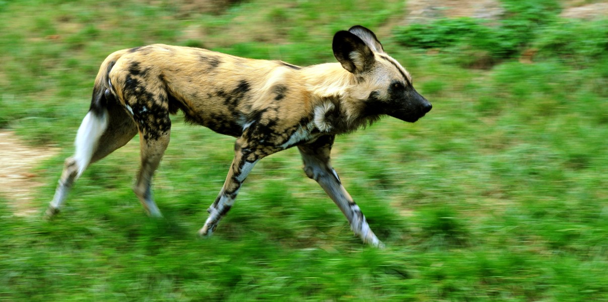 Lycaon pictus running - adjusted