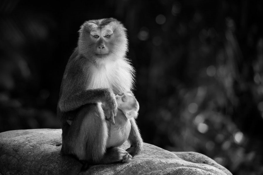 Macaca leonina, Northern pig-tailed macaque - Khao Yai National Park (11669396224)