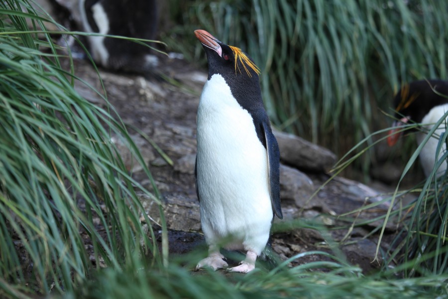 Macaroni Penguin amid Tussock Grass (5892944178)