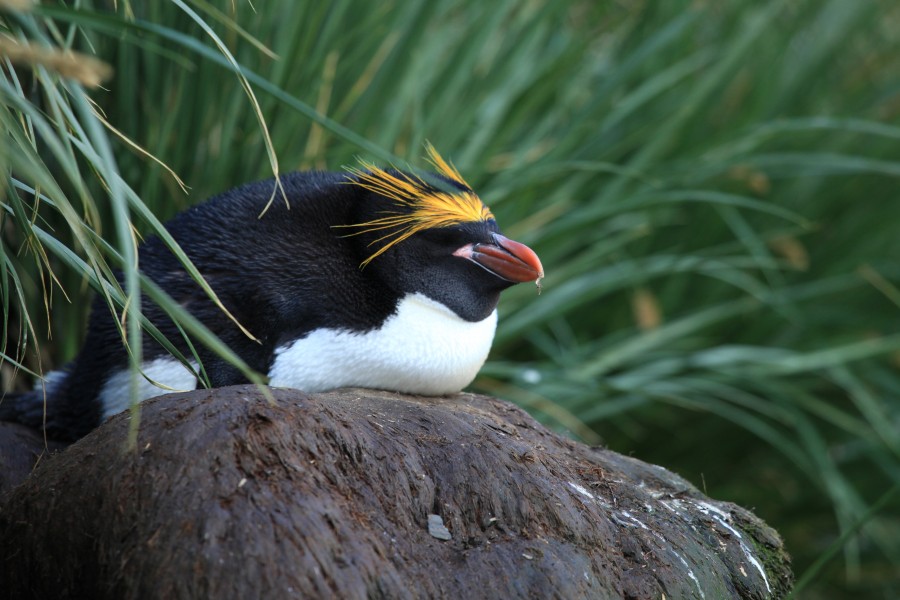 Macaroni Penguin at Cooper Bay, South Georgia (5892394207)