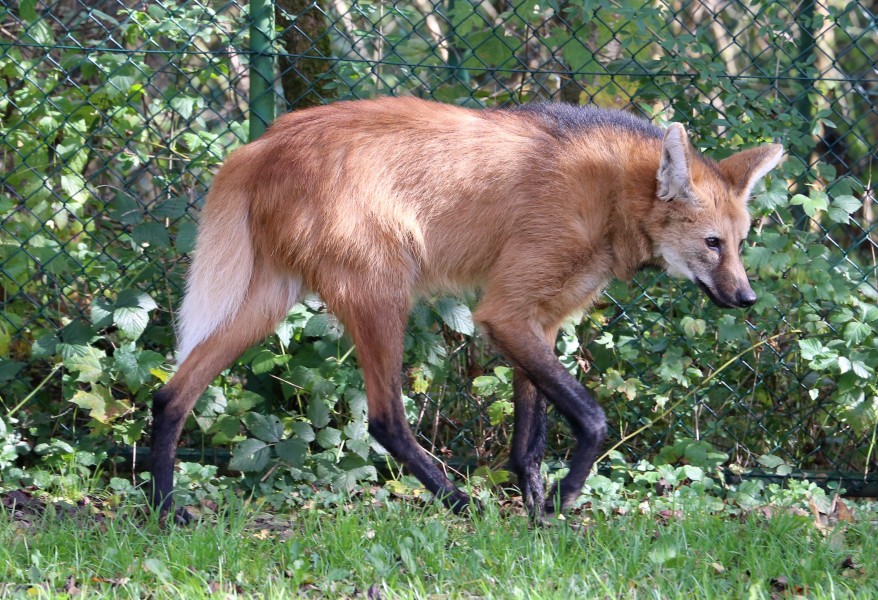 Maehnenwolf Chrysocyon brachyurus Tierpark Hellabrunn-16