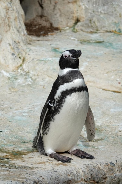Magellanic penguin at SF Zoo
