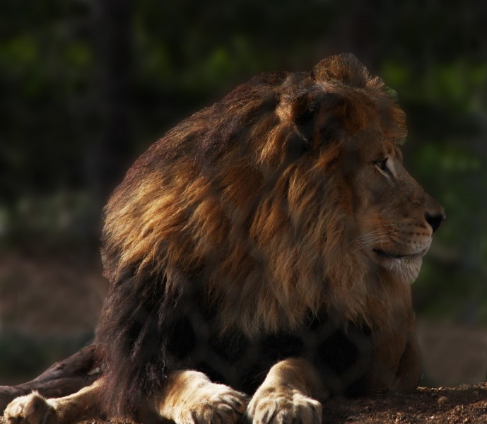 Male African Lion (4229657813)