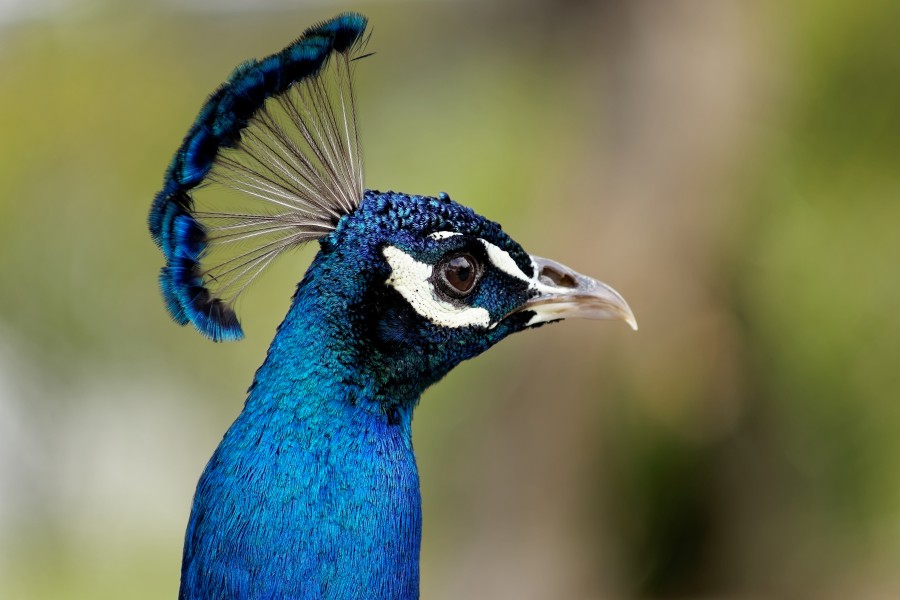 Male Indian Peacock head and crest
