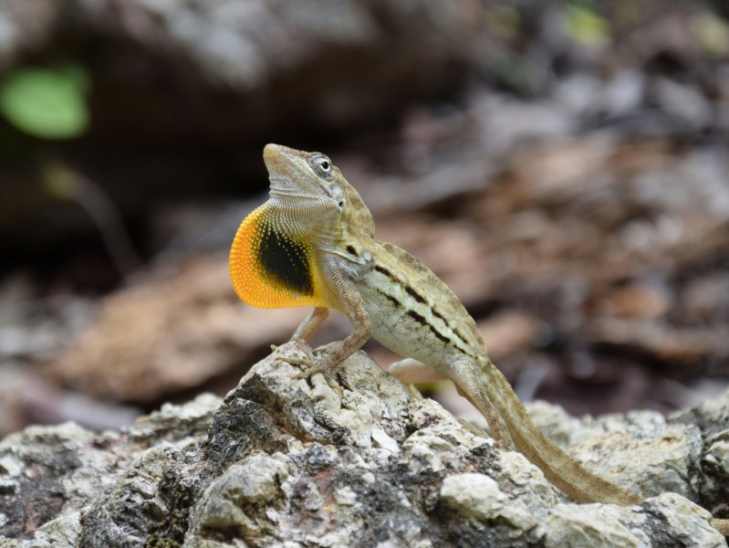 Male striped anole (Anolis lineatus) displaying dewlap