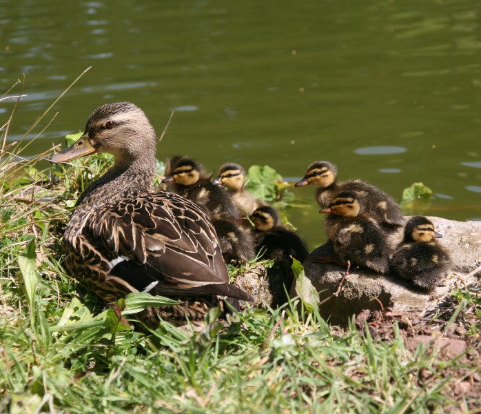 Mallards ducklings with mother