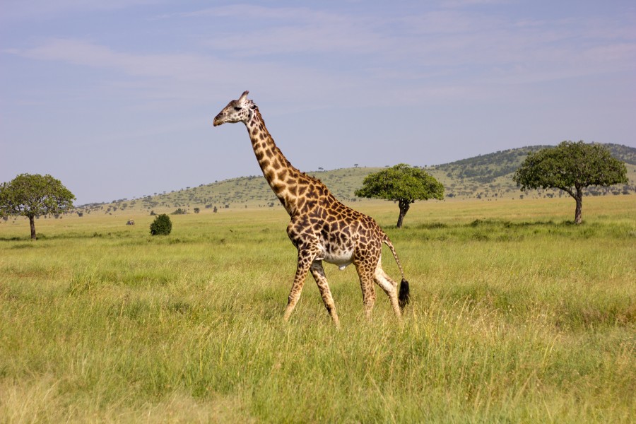 Masai Giraffe (19331283650)