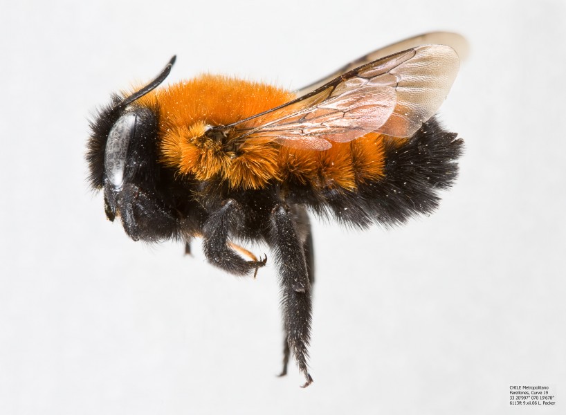 Megachile semirufa Female