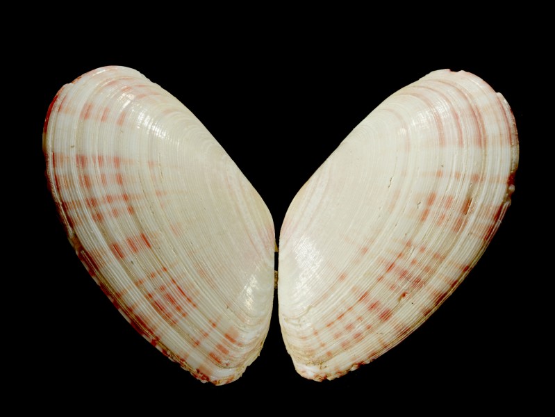 Moerella donacina