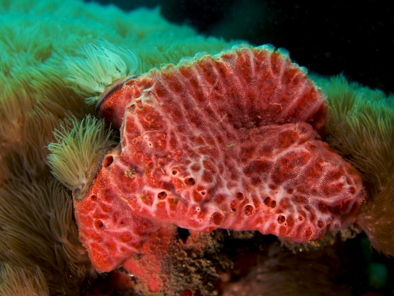 Monanchora unguifera (Pink Lumpy sponge)