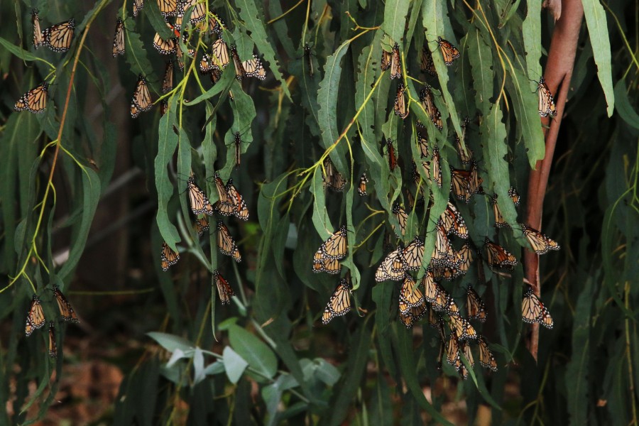 Monarchs Roosting on a Eucalyptus Tree (37598229585)