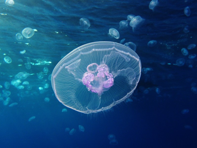 Moon jellyfish at Gota Sagher