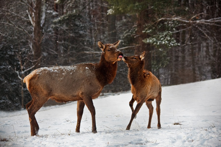 Mother-calf-elk-snow-kissing - West Virginia - ForestWander