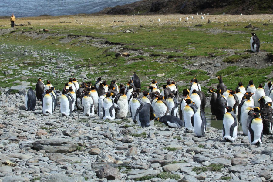Moulting King Penguins (5849158720)