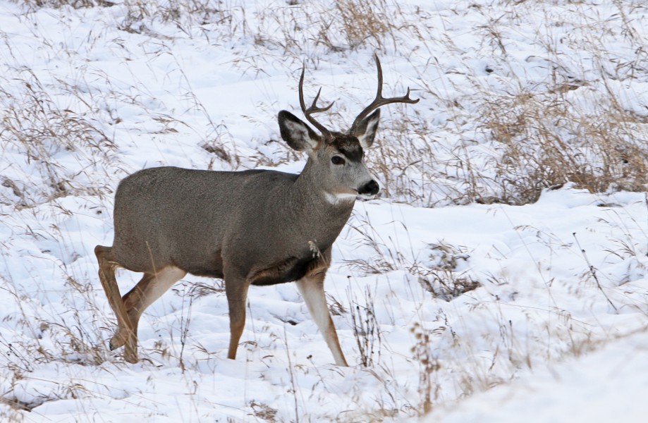 Mule deer buck (15877888045)