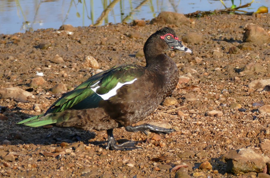 Muscovy Duck (Cairina moschata) male (27879884640)