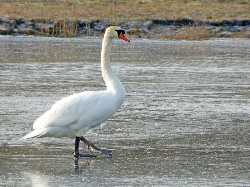 Mute Swan (6818506727)