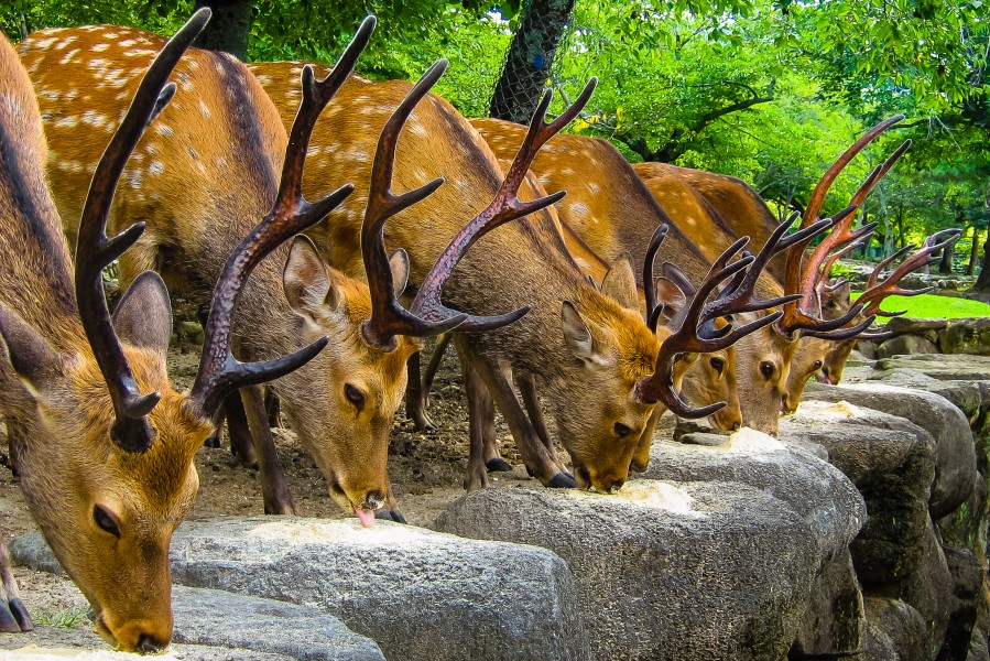 Nara Deer in a row (6080938797)