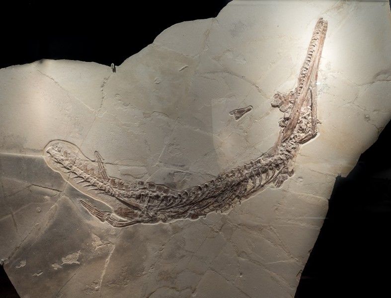 Naturkundemuseum Gricosaurus Krokodil 17RM1921