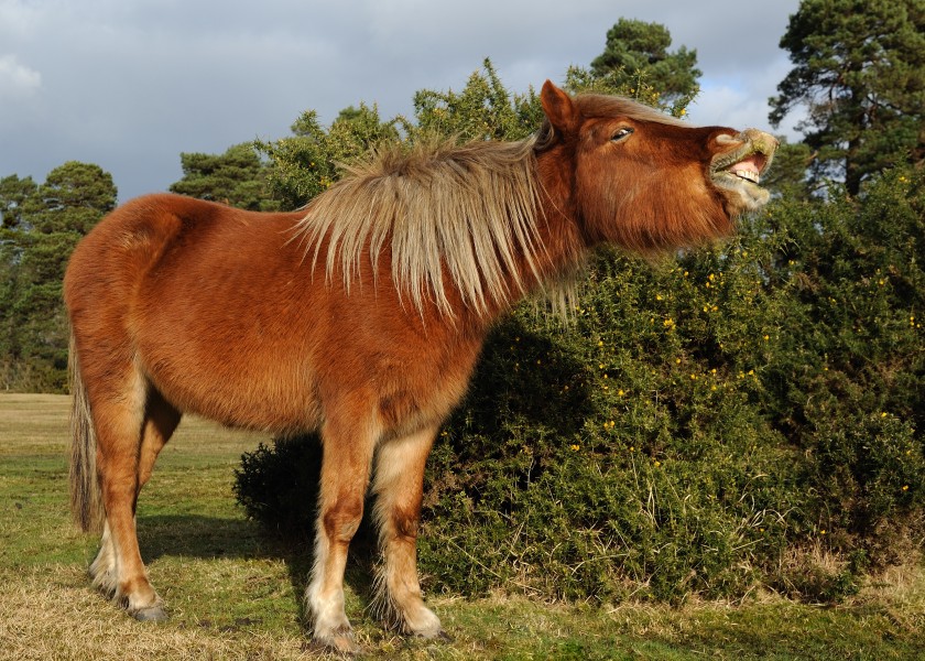 New Forest Pony Dorset
