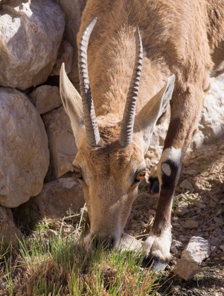 Nubian ibex eating in Mitzpe Ramon (40393)