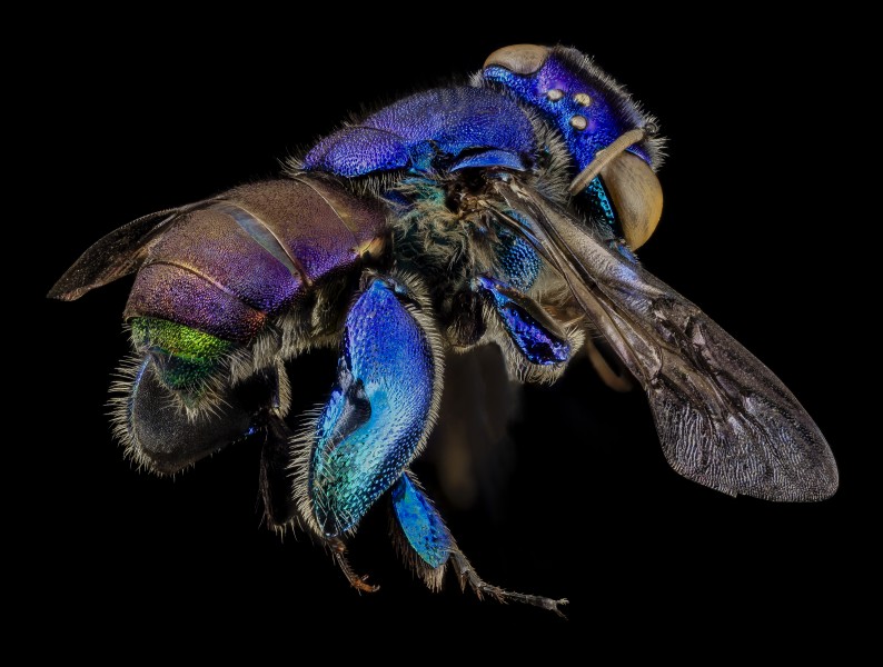 Orchid bee green butt, side, guyana 2014-06-17-18.35.26 ZS PMax (14427391536)