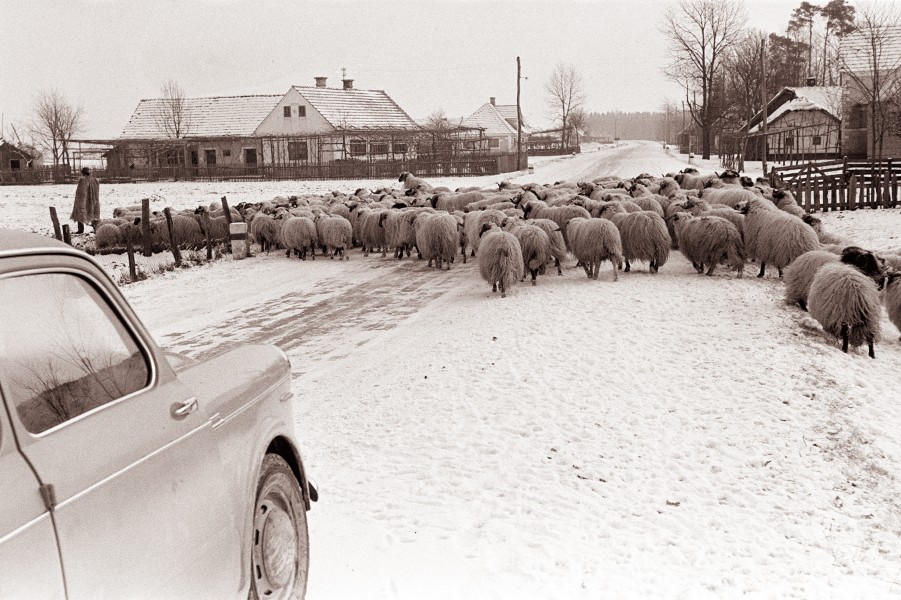 Ovce na cesti v Spuhlji 1962