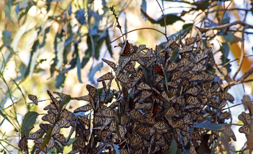 Overwintering monarchs in Goleta, California (32682271081)