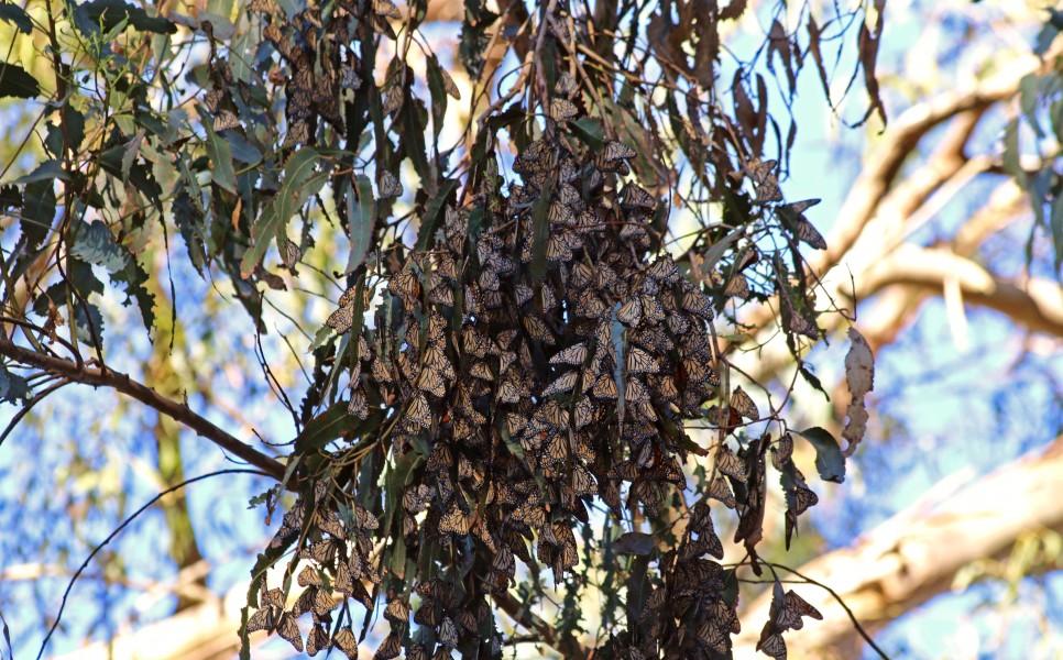 Overwintering monarchs in Goleta, California (32764547346)