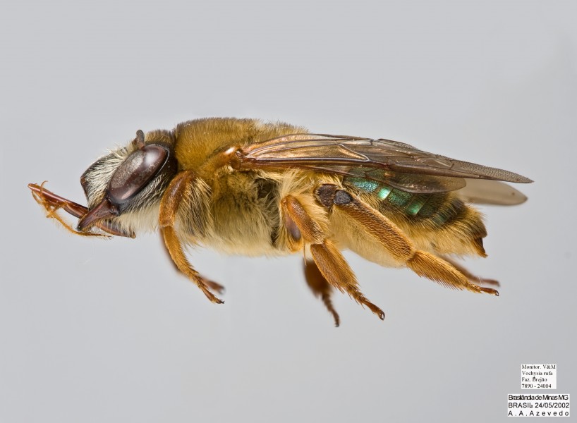 Oxaea flavescens Female