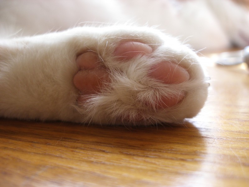 Paw of a white cat
