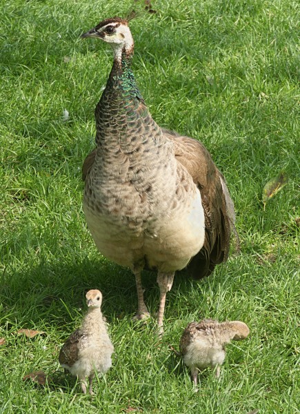 Peahen with its babies J1