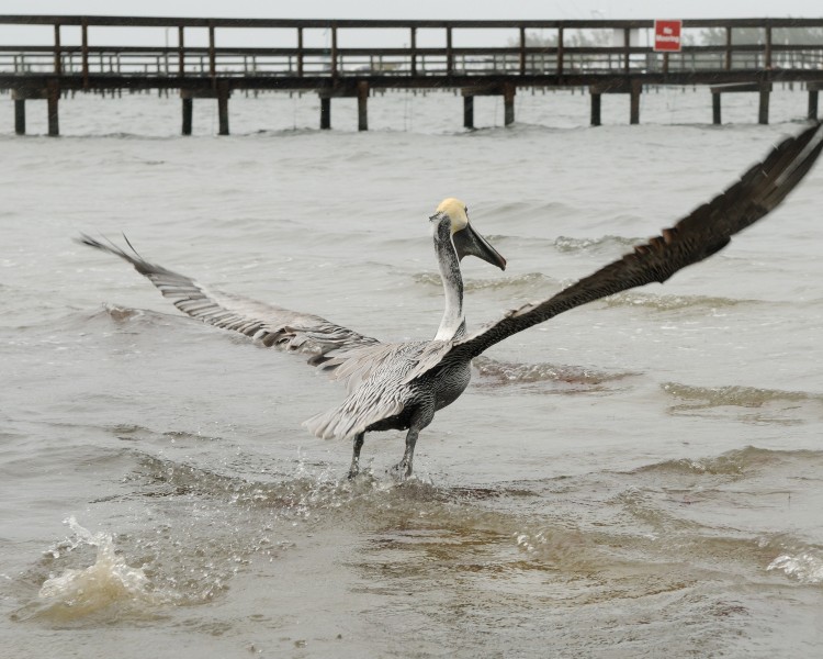 Pelican Taking Off (12000158565)